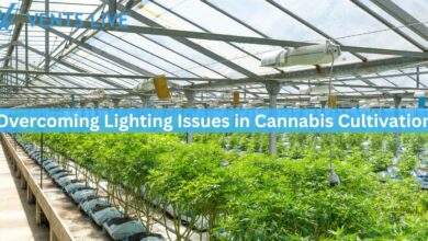 Overcoming Lighting Issues in Cannabis Cultivation