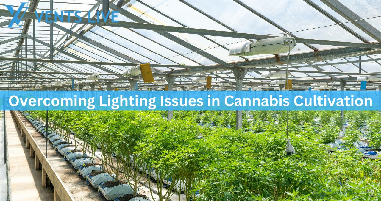 Overcoming Lighting Issues in Cannabis Cultivation